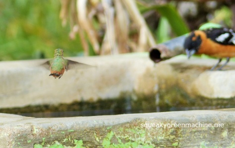allen's hummingbird